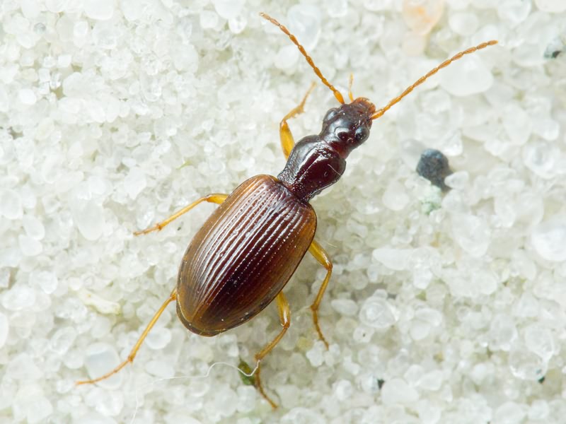 Oxypselaphus obscurus (Herbst, 1784)